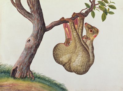 Fliegender Maucauco mit seinem Jungen, aus Zeichnungen von Tieren, Insekten und Reptilien aus Malakka, ca. 1805-18 von Chinese School